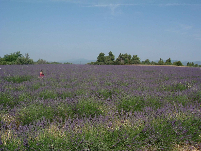 Lavender Fields Again.jpg