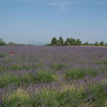 Lavender Fields Again