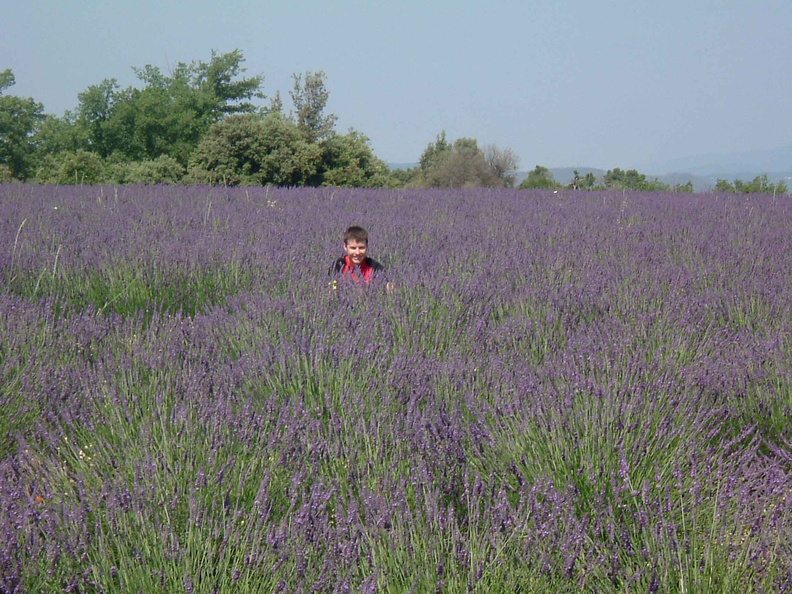 Lavender Fields.jpg